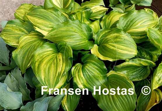 Hosta The Sweetest Thing